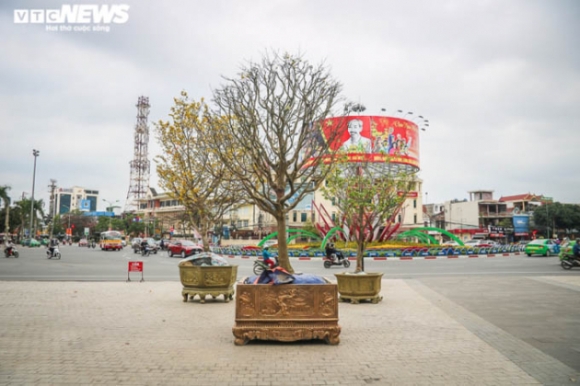 12 Ngam Nhung Cu Mai Duoc Het Gia Tram Trieu Don Tet Nham Dan