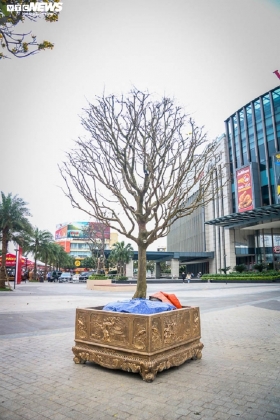 13 Ngam Nhung Cu Mai Duoc Het Gia Tram Trieu Don Tet Nham Dan