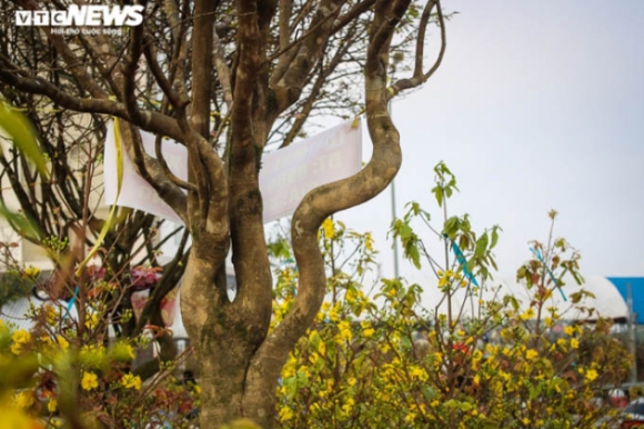 14 Ngam Nhung Cu Mai Duoc Het Gia Tram Trieu Don Tet Nham Dan