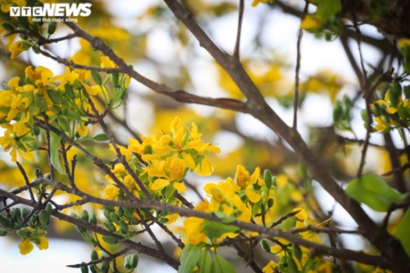 15 Ngam Nhung Cu Mai Duoc Het Gia Tram Trieu Don Tet Nham Dan