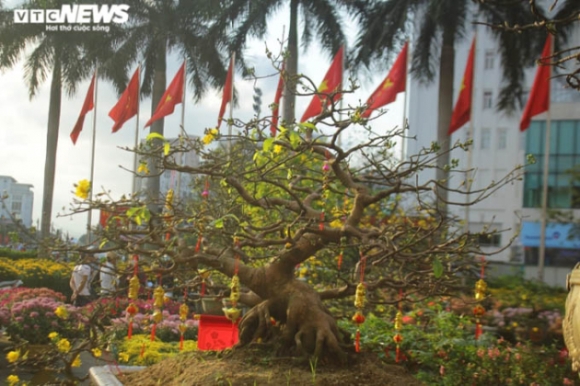 1 Ngam Nhung Cu Mai Duoc Het Gia Tram Trieu Don Tet Nham Dan