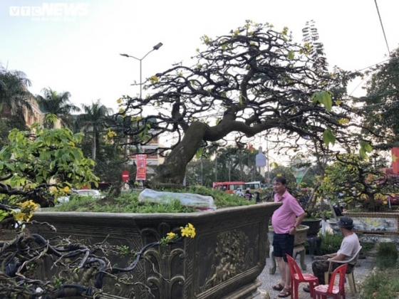 2 Ngam Nhung Cu Mai Duoc Het Gia Tram Trieu Don Tet Nham Dan