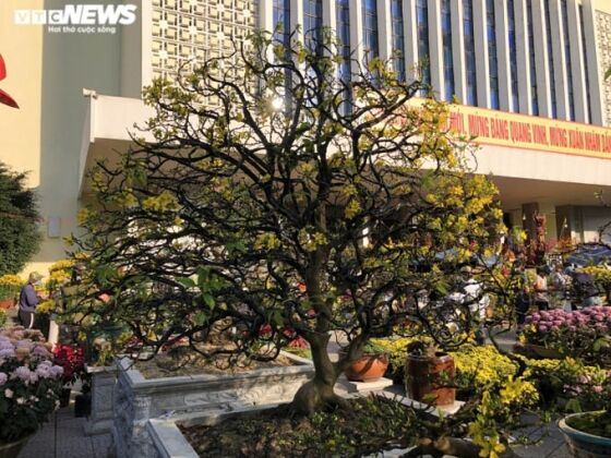 4 Ngam Nhung Cu Mai Duoc Het Gia Tram Trieu Don Tet Nham Dan