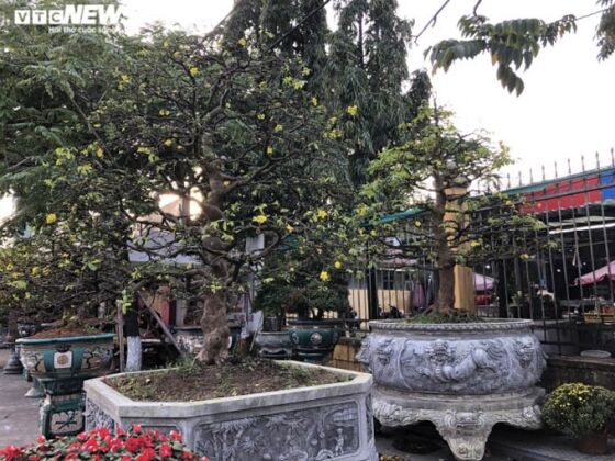 6 Ngam Nhung Cu Mai Duoc Het Gia Tram Trieu Don Tet Nham Dan