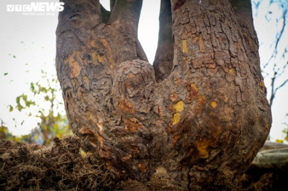 8 Ngam Nhung Cu Mai Duoc Het Gia Tram Trieu Don Tet Nham Dan