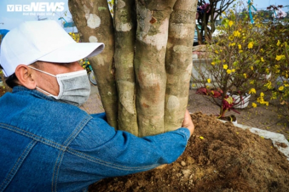 9 Ngam Nhung Cu Mai Duoc Het Gia Tram Trieu Don Tet Nham Dan
