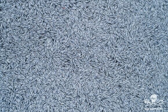 1 Chum Anh Gay Soc Ca Tram Nghin Con Ca Noi Trang Phu Kin 3000m2 Mat Bien O Phap