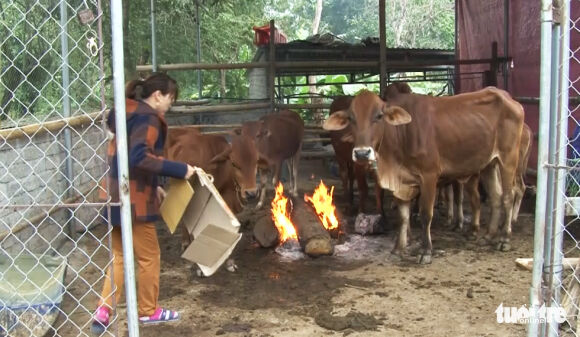 2 Trau Bo O Nghe An Chet Ret Hang Loat