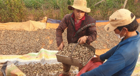 1 Vu Xuat Khau Dieu Sang Y Co Nguy Co Bi Lua Dao 36 Container Da Mat Quyen Kiem Soat