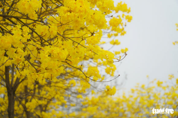 4 Nguoi Ha Noi Tap Nap Den Check In Duong Hoa Phong Linh Vang Ruc