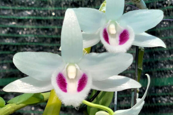 1 Lan Dot Bien Het Thoi Tien Ty Tut Doc Re Hon Rau Muong