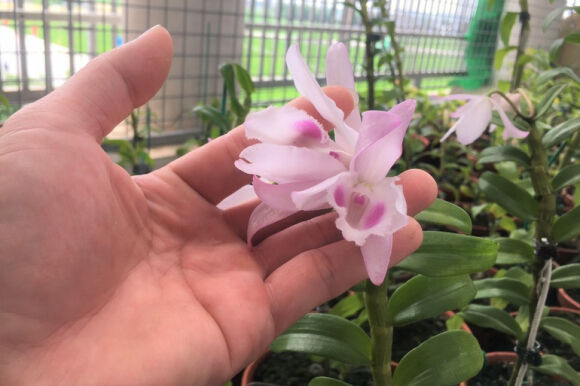 2 Lan Dot Bien Het Thoi Tien Ty Tut Doc Re Hon Rau Muong