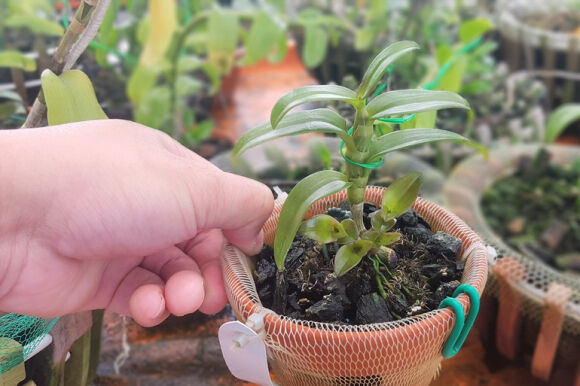 5 Lan Dot Bien Het Thoi Tien Ty Tut Doc Re Hon Rau Muong