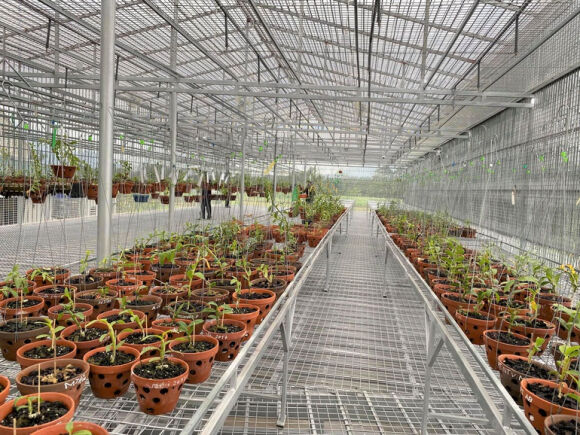 7 Lan Dot Bien Het Thoi Tien Ty Tut Doc Re Hon Rau Muong