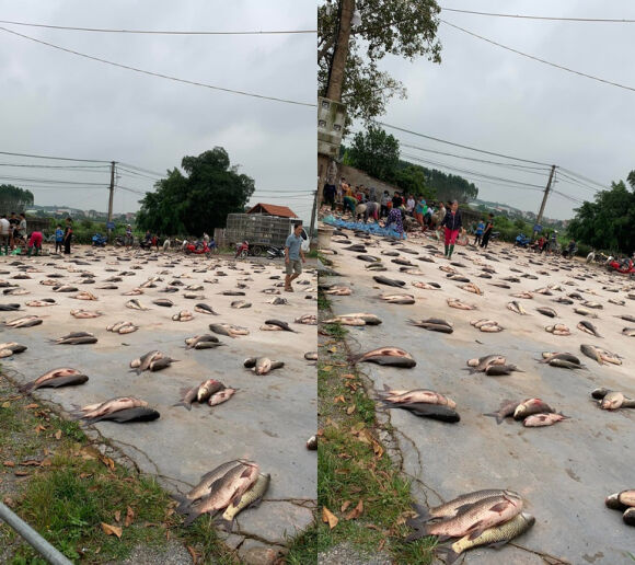 5 Phien Cho La Toan Ca Dan Xep Hang Chia Phan Chang Can Can O Bac Giang