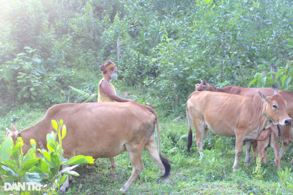 2 Nghe An Can Hon 2000 Ty Dong Cho Giam Ngheo Ben Vung