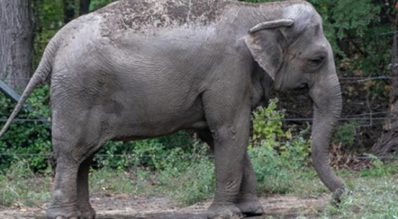 1 Phien Toa Doi Nhan Quyen Cho Voi Tai My