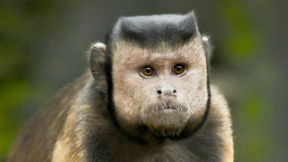 1 Con Khi Co Khuon Mat Giong Nguoi Dan Ong Cau Co Gay Xon Xao