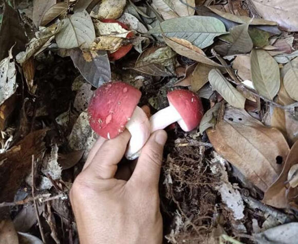 "Lộc trời" ở Việt Nam được ví như "vàng đỏ", đua nhau hái bán 1,5 triệu/kg