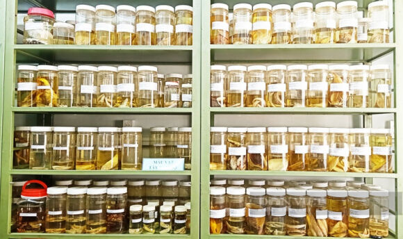 1 Xac 30000 Con Ca Song Ca Dong Mien Tay Duoc Ngam Con Cat Tru De Lam Gi