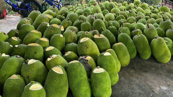 2 Ban 1 Kg Mit Thai Nguoi Dan Lo Bao Nhieu Tien
