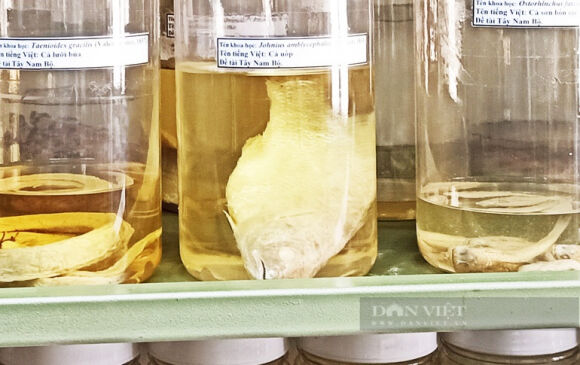 3 Xac 30000 Con Ca Song Ca Dong Mien Tay Duoc Ngam Con Cat Tru De Lam Gi