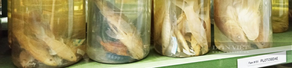 4 Xac 30000 Con Ca Song Ca Dong Mien Tay Duoc Ngam Con Cat Tru De Lam Gi