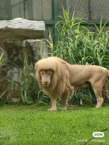 2 Su Tu Gay Bao Cong Dong Mang Nho Dau Cat Moi