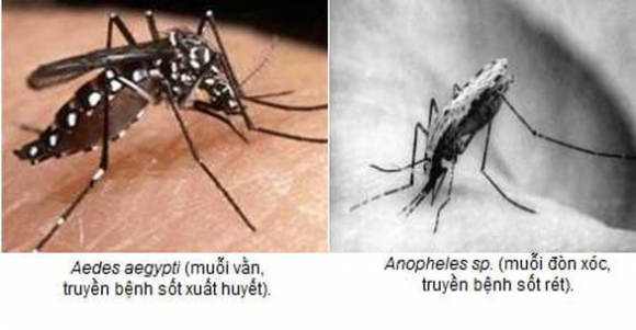 1 Benh Sot Ret O Tphcm Nguy Co Lay Lan Rat Thap Da Loai Tru Tu Nam 2020