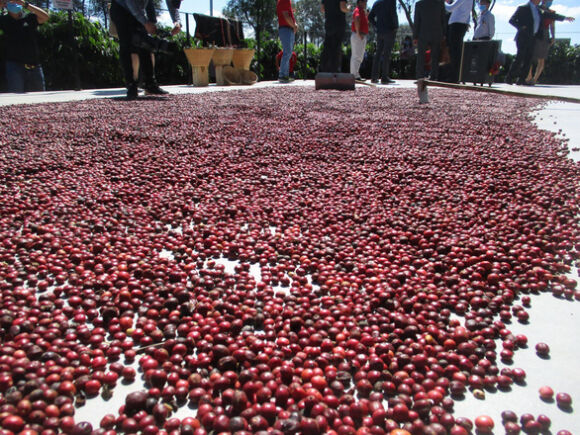 1 Xuat Khau Ca Phe Dat Tren 2 Ti Usd Trong 5 Thang Dau Nam