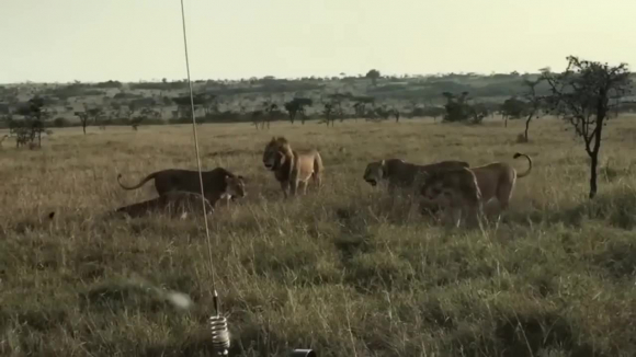 Sư tử đực chạy thục mạng vì bị sư tử cái bao vây, đuổi đánh