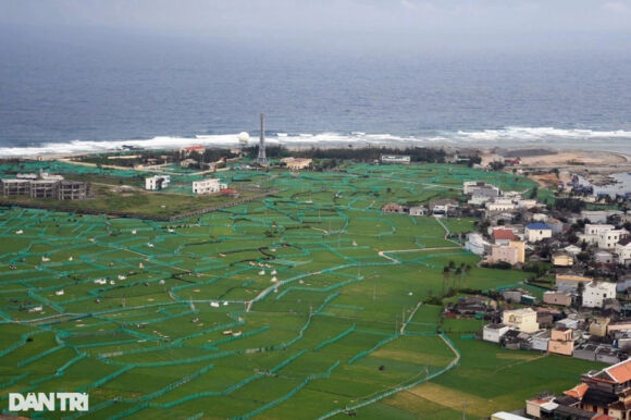 1 Toi Co Don O Ly Son Dat Dinh Gia 12 Trieu Dong Kg