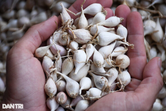 2 Toi Co Don O Ly Son Dat Dinh Gia 12 Trieu Dong Kg