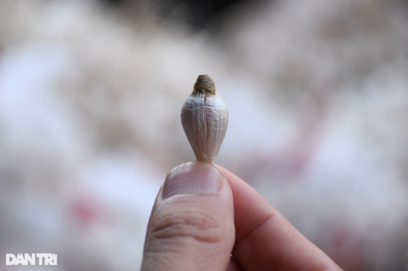 3 Toi Co Don O Ly Son Dat Dinh Gia 12 Trieu Dong Kg