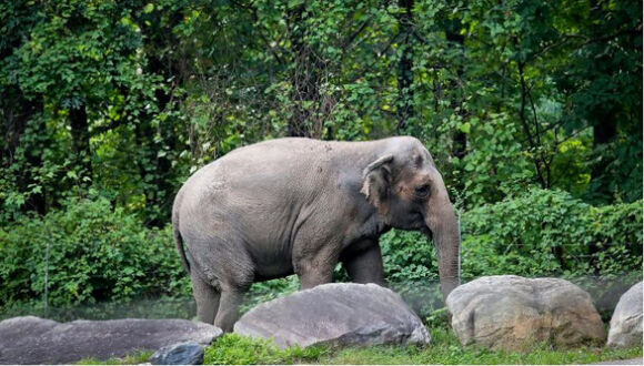 1 Toa An My Voi Happy Khong Phai Con Nguoi