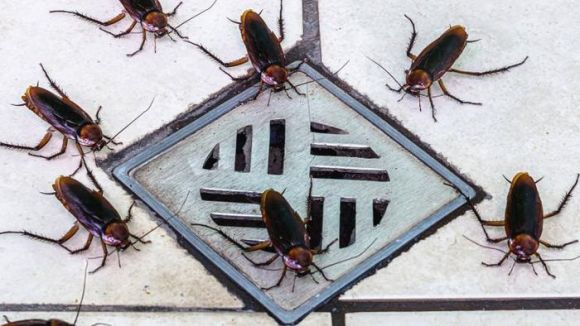 1 Cho Phep Tha 100 Con Gian Vao Nha Gia Chu Nhan 2000 Usd