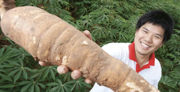 1 Khoai Mi Thai Co Gia Khi The Gioi Thieu Lua Mi Ukraine