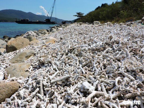 1 Vu San Ho Chet Tam Ngung Boi Lan Quanh Dao Hon Mun Nha Trang Tu 27 6