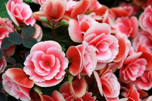 2 3 Loai Cay Canh Bat Tu Trong Vai Chau Trong Nha No Hoa Suot 4 Mua Dep Khong Che Vao Dau Duoc