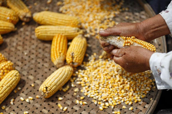 2 Trung Quoc Lai An Cap Tai San Tri Tue Hat Giong Bien Doi Gen Cua My