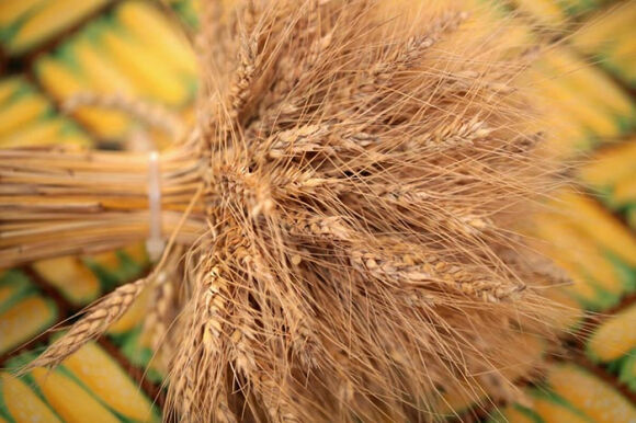 3 Trung Quoc Lai An Cap Tai San Tri Tue Hat Giong Bien Doi Gen Cua My