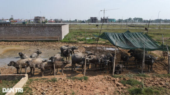 2 Hua Theo Dau Gia De Tang Gia Dat Me Linh Lai Roi Vao Tram Lang