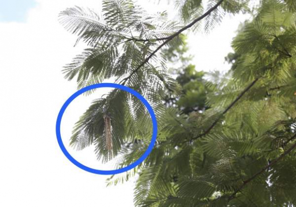 3 Nghi Pham Cuop Tiem Vang O Hue Vut Vang Ra Duong Dan Dua Nhau Nhat