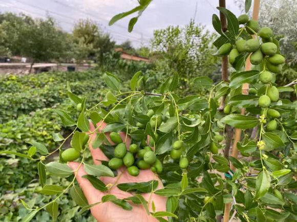 12 Lam Vuon Dam Chat Hue O Hungary Ba Me Viet Khien Bao Nguoi Phai Tram Tro