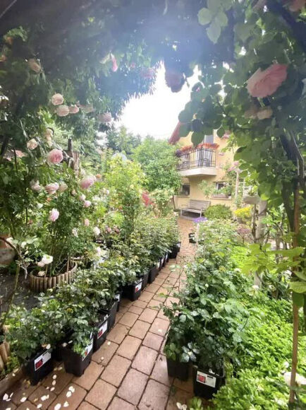 15 Lam Vuon Dam Chat Hue O Hungary Ba Me Viet Khien Bao Nguoi Phai Tram Tro