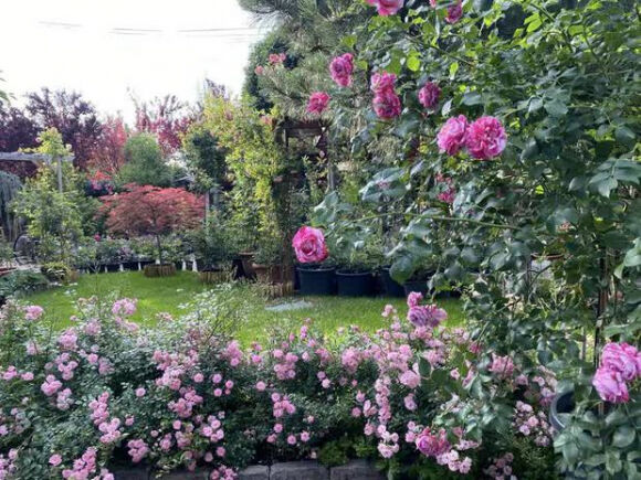 17 Lam Vuon Dam Chat Hue O Hungary Ba Me Viet Khien Bao Nguoi Phai Tram Tro