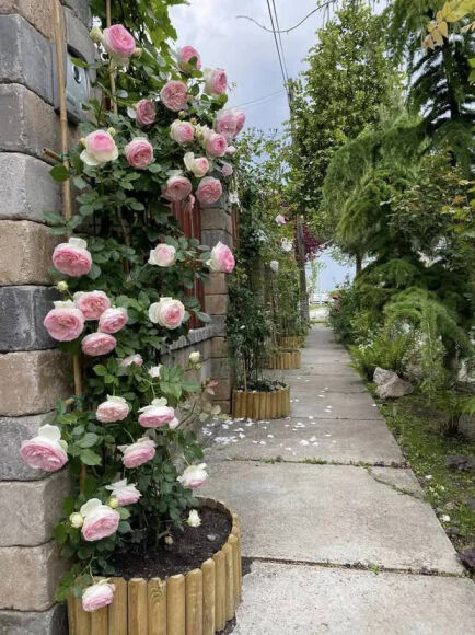 18 Lam Vuon Dam Chat Hue O Hungary Ba Me Viet Khien Bao Nguoi Phai Tram Tro