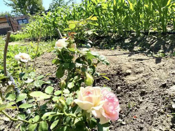 20 Lam Vuon Dam Chat Hue O Hungary Ba Me Viet Khien Bao Nguoi Phai Tram Tro