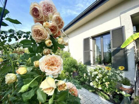 3 Lam Vuon Dam Chat Hue O Hungary Ba Me Viet Khien Bao Nguoi Phai Tram Tro