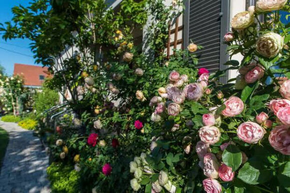 4 Lam Vuon Dam Chat Hue O Hungary Ba Me Viet Khien Bao Nguoi Phai Tram Tro